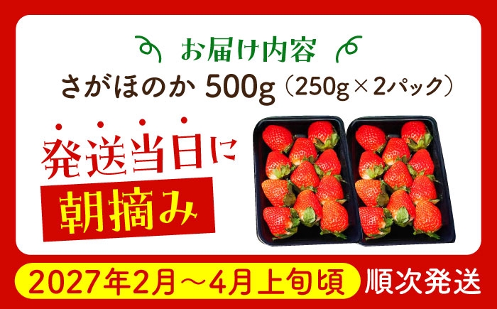 朝摘みいちご ( さがほのか ) 500g ( 250g×2パック ) 【むらおか農園】 [HAF022] / いちご 苺