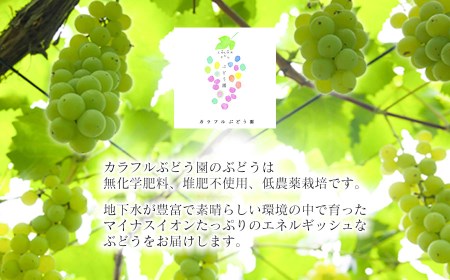 【令和6年産先行予約】ハニーシードレス 約2kg（6～7房） 種なしぶどう　カラフルぶどう園