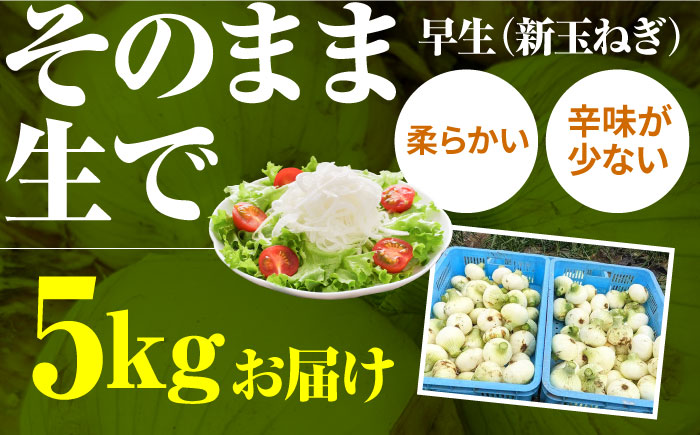 【2回定期便】農家直送 玉ねぎ 定期便 5kg/回 【玉葱農家 陣内ちひろ】玉葱 たまねぎ 新玉ねぎ 新玉葱 晩生 [IAO026]