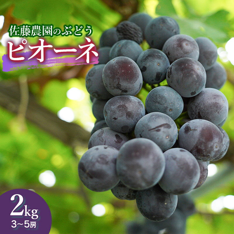 【ふるさと納税】【令和8年産先行予約】ぶどう ピオーネ 約2kg（3～5房）　佐藤農園