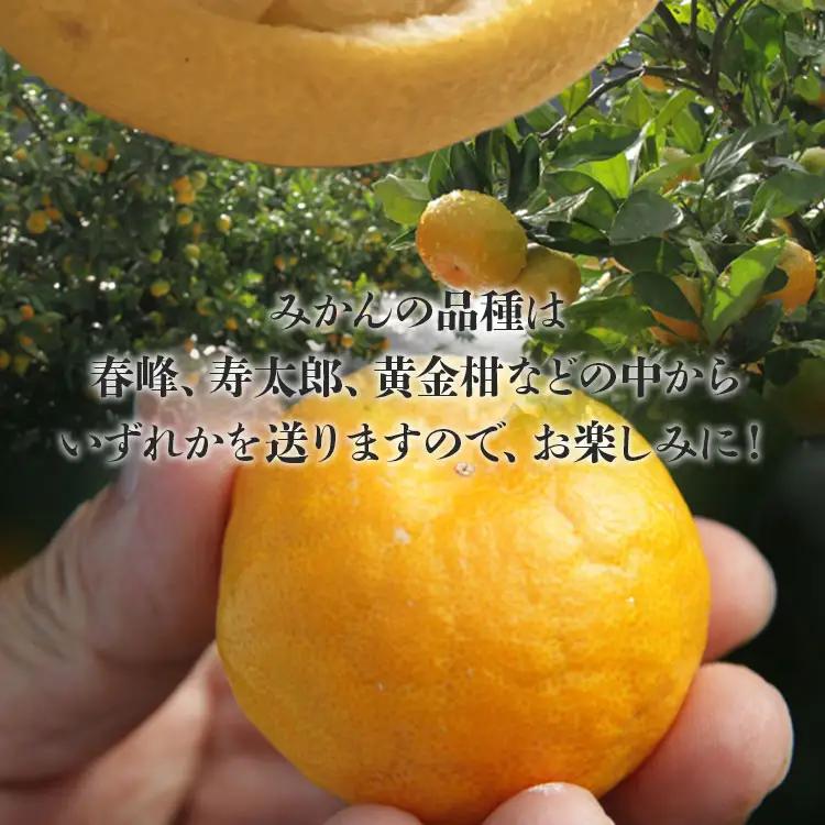 文旦とみかんのプチBOX 約3kg - 果物 くだもの フルーツ 柑橘類 ぶんたん ブンタン ミカン 詰め合わせ つめあわせ セット 食べ比べ お楽しみ おいしい 特産品 ms-0088
