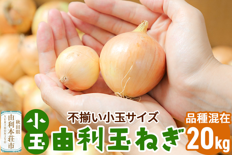 《予約受付》由利本荘市産　由利玉ねぎ（小玉）20kg【品種混在】