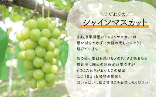 【2026年先行予約】シャインマスカット 上級品 大3-5房/計2.4kg~ (岡山県産)【KF-B072-02】