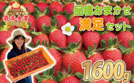 【事前受付】いちご 食べ比べ 約 1.6kg ( かおり野 よつぼし 紅ほっぺ 恋みのり おいCベリー )  完熟 5品種 から 2種類 お届け 苺 イチゴ ストロベリー 産地直送 ご当地 果物 くだもの フルーツ デザート 食品 冷蔵 げんき農場 埼玉県 羽生市