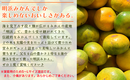 ＜天晴みかん 極早生 家庭用 約2kg＞ 温州ミカン 柑橘 果物 くだもの フルーツ 蜜柑 訳あり ワケアリ 自宅用 期間限定 季節限定 食べて応援 特産品 産地直送 ニコマル 株式会社笑丸 愛媛県 