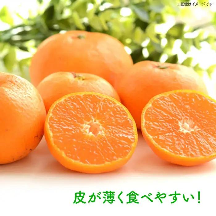 宮川早生みかんLサイズ約5kg[EBI011]温州みかん