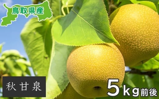 
                  プレミアム秋甘泉　5kg前後
                