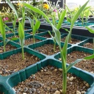 まるでフルーツ 村田農園のパールコーン 10本【配送不可地域：離島】