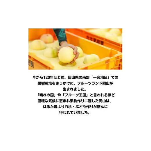 白桃 5玉 約1.3kg 岡山県産 【先行予約 2026年7月上旬から順次発送】