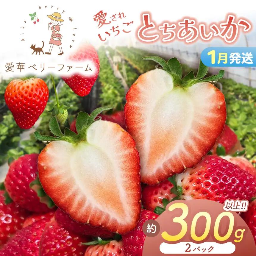 2027年先行予約【1月発送】いちご王国の愛され苺 とちあいか 300ｇ以上2パック（平パック）