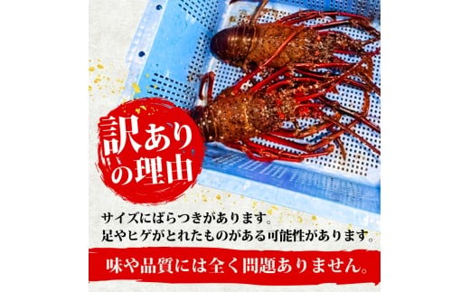 伊勢海老 1.5kg以上 イセエビ 伊勢エビ 海老 エビ ギフト 贈答 贈り物 天然 魚介 海の幸 鮮魚 刺身 刺し身 お造り 姿造り 焼き物 汁物 味噌汁 鍋 冷蔵 高級 高知県 須崎市 GK017
