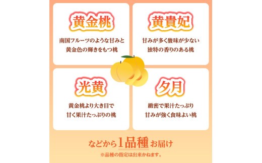 《先行受付》★黄桃（品種おまかせ）★ 約2kg(5～8玉) 秀品 【2026年8月中旬頃～発送予定】