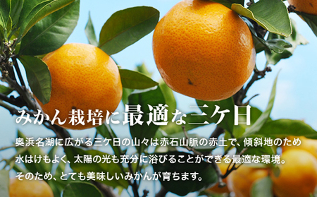 ジュース みかんジュース あおしま 180ml 30本 ジュース