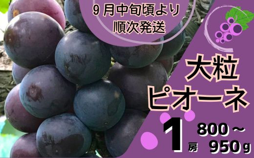 
            Y7　ピオーネ 1房  ( 800 ～ 950g )　数量限定 【 ぶどう ブドウ 数量限定 大粒 ギフト 自宅用 贈答 】
          