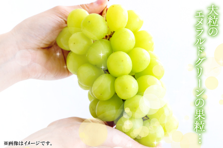 D-524 【先行予約】甘くて美味しい シャインマスカット 5kg（6～12房）【ぶどう 先行予約 ぶどうシャインマスカット シャインマスカット しゃいんますかっと 葡萄 ブドウ マスカット 5.0k