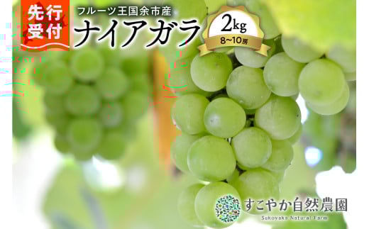 2025年発送【先行予約】令和7年産ぶどう(ナイアガラ)2kg箱8～10房