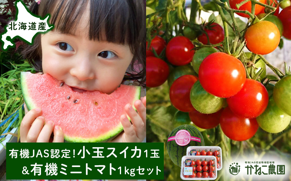 
            【2025年8月中旬より発送】有機JAS認定！小玉スイカ１玉＆有機ミニトマト500ｇ×2【かねこ農園】
          