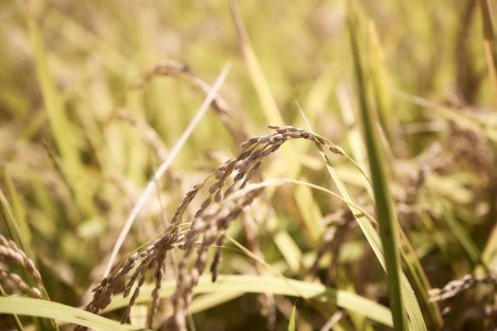 令和7年産 江府町産こしひかり5kg 直売所みちくさ おススメ コメ 5キロ 送料無料 0367