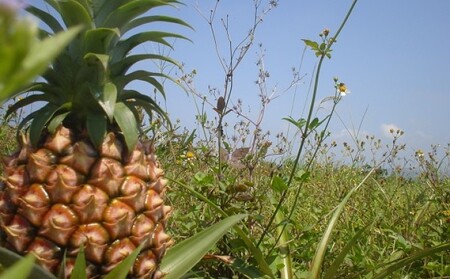 2024年 先行予約 栽培期間中 無農薬 夏まで待ちきれない！早旬 ピーチパイン 約3kg 西表島 初エコファーマー認定