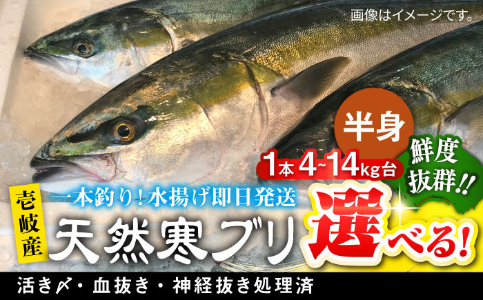 
            【選べるサイズ4～14キロ台】 【1月16日〜3月末お届け】壱岐島産天然寒ブリ（一本丸ものサイズの半身ブロック） 《壱岐市》【壱岐島　玄海屋】[JBS006]  ぶり 寒ぶり ブリ 魚 刺身 しゃぶしゃぶ 
          