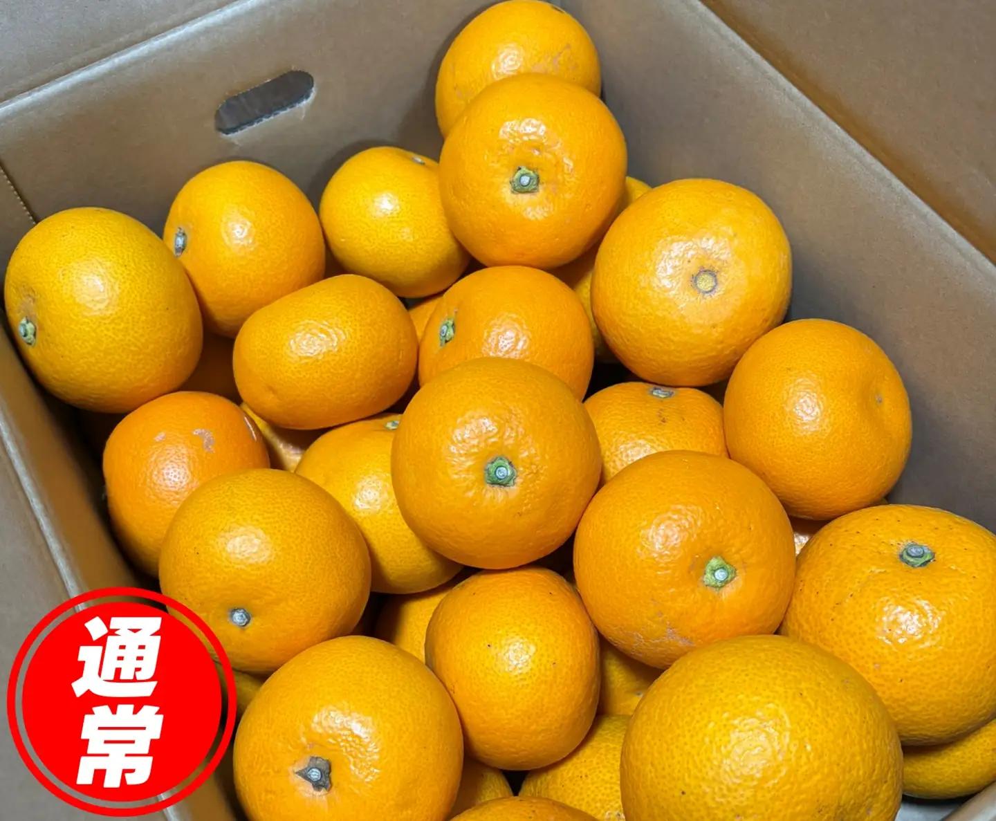 和歌山県産 はっさく 10kg  サイズおまかせ / 八朔 ハッサク 柑橘 果物 和歌山 ※2027年2月中旬～3月中旬に順次発送予定 ※北海道・沖縄・離島配送不可 【eiw021-r-10】