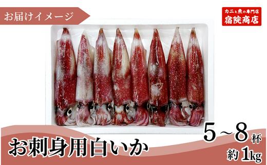 33-07　お刺身用白いか（剣先いか）　5～8杯（1kg～）　冷凍　発送時期：6月下旬から9月にかけて発送予定