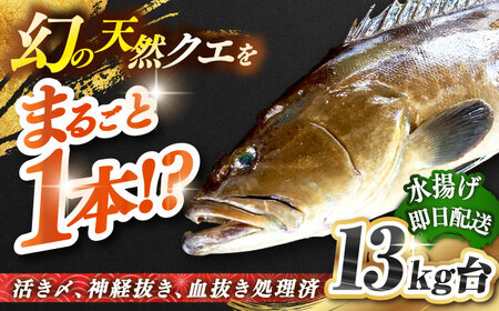 天然クエ（13キロ台・丸もの） 《壱岐市》【壱岐島　玄海屋】[JBS053] クエ 魚 刺身 しゃぶしゃぶ 940000 940000円 94万円 のし プレゼント ギフト 冷蔵配送 九州
