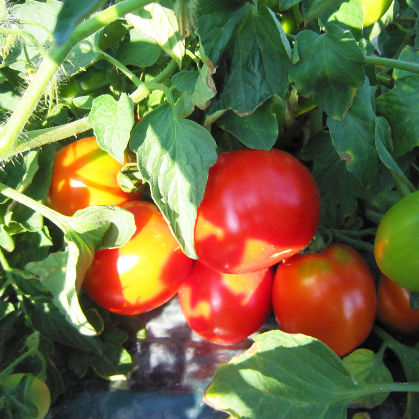 〔定期便〕完熟トマトジュース（無塩）190g×90缶×4回配送（3ヵ月毎）保存料 無添加 国産 北海道産 ヘルシーDo認定 ESSEふるさとグランプリ銀賞 n-0037