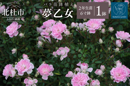 【2026年2月以降発送】バラ苗鉢植え「夢乙女」 バラ 苗 1鉢 弱い返り咲き 鉢植え 花 夢乙女 6寸鉢 2年生苗 ガーデニング 初心者 母の日 父の日