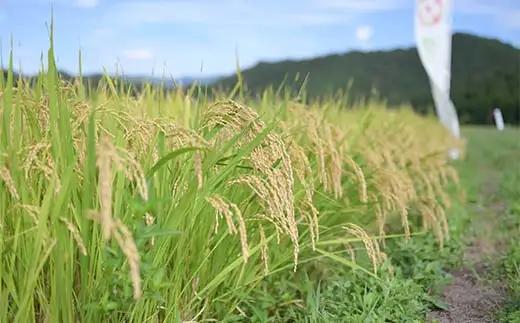 ≪2026年9月発送≫ 令和7年度 山形県産 雪若丸 20kg(5kg×4) 精米 ゆきわかまる 白米 お米 米 米米 新米 ご飯 ごはん ブランド米 銘柄米 2025年産 令和7年度産 家庭用 自宅