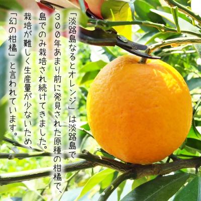 ふるさと納税 淡路市 淡路島なるとオレンジ 4kg 【発送時期2026年3月〜4月】　an13002 |  | 01