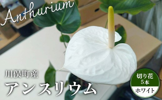 川俣町産 アンスリウム ホワイト 福島県 ハウス 栽培 インテリア 自然 植物  花 切り花 FAF-0237