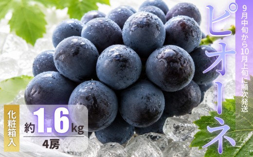 ピオーネ 岡山  約1.6kg 4房  新見 【 先行予約 2026年9月中旬～10月上旬発送】