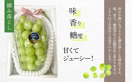 岡山県産 訳あり シャインマスカット 1kg以上 摘み落とし＜2024年9月以降発送＞