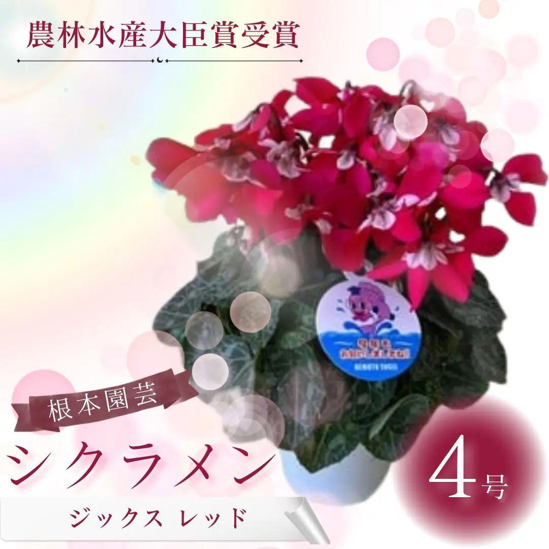 【先行予約】シクラメン ジックスレッド 4号鉢 根本園芸 | シクラメン 農林水産大臣賞