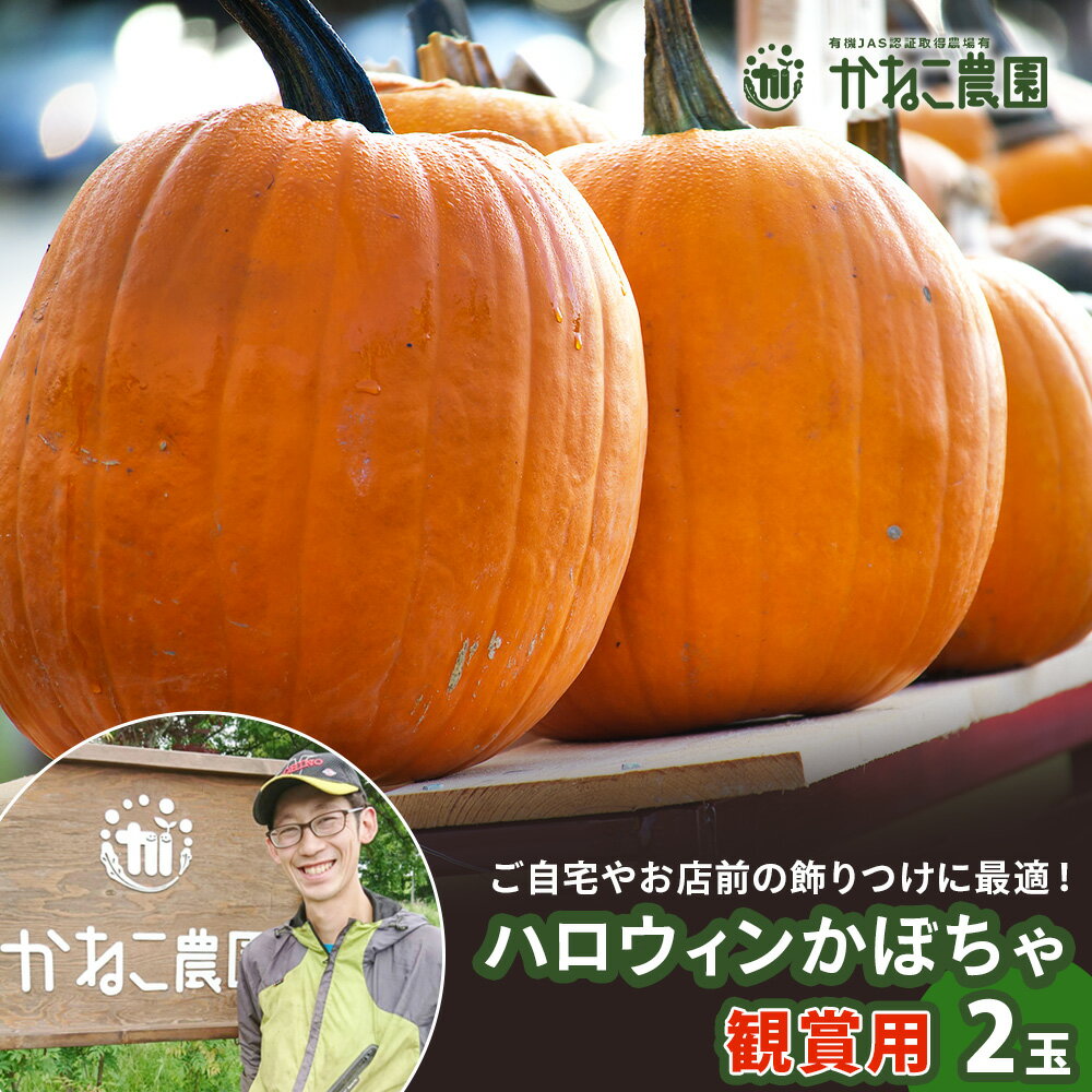 【ふるさと納税】【2025年9月末頃より発送】 ハロウィンかぼちゃ 2玉セット 【かねこ農園】北海道ふるさと納税 観賞用 食べられない デコレーション インテリア 飾りつけ 装飾 観葉植物 北海道 【北海道千歳市】