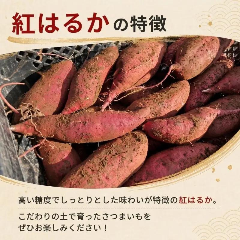 【11月中旬～12月下旬発送】 訳あり さつまいも 紅はるか 約10kg さつまいも