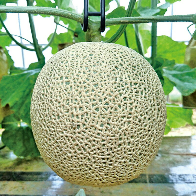 【ふるさと納税】【残りわずか】【先行予約／数量限定】京都丹後産 セリーヌメロン 1玉 2玉入り（2025年7月～発送） 国産 旬 アールスメロン めろん ふるさと 納税 メロン 青肉 1玉 2玉 ふるさと 納税 先行予約 期間限定 ふるさと 納税 フルーツ くだもの 果物