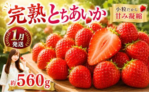 いちご 【先行予約／1月発送】いちご 小粒 とちあいか 約560g （280g×2パック）| いちご イチゴ 苺 ストロベリー itigo ichigo strawberry 果物 くだもの フルーツ 完熟 ブランドいちご ふるさと納税いちご  いちご イチゴ 苺 人気 おすすめ  産地直送 旬 国産 ギフト プレゼント 贈り物 取り寄せ 果物 フルーツ 苺 イチゴ 栃木県 真岡市 送料無料