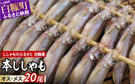 しらぬか産 本ししゃも【20尾（オスメス各10尾）】_A015-1019-60DAYS