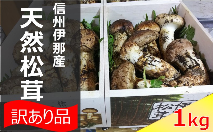 
            松茸 信州 伊那 の 松茸 1kg （訳あり品につきご家庭用です）❘ 松茸 まつたけ マツタケ 長野県 伊那市 松茸名人 自然 訳あり ご家庭用 【290-01】
          
