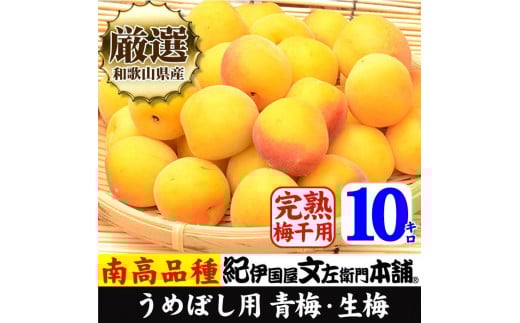 
            南高梅【完熟】黄色10kg ■特大サイズ  梅干用フレッシュ青梅（生梅）／紀伊国屋文左衛門本舗
          