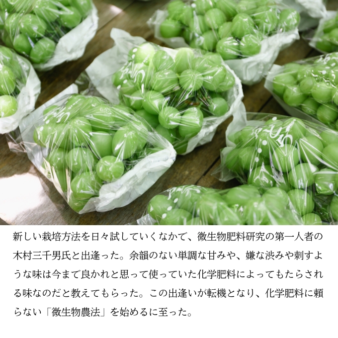 マスカット・ジパング 1房（900g以上）内田農園 岡山県 瀬戸内市 邑久町産 葡萄 ぶどう 2025年【配達不可：北海道・沖縄・離島】 果物類 フルーツ オリジナル 種なし 皮ごと 