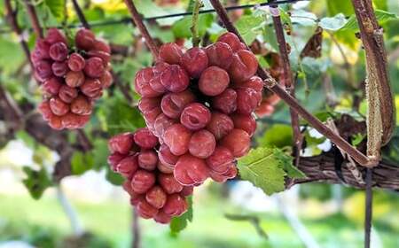 【先行予約】農業者支援 ぶどう マイハート 2〜3房セット ご家庭用 令和8年産 2026年産 山形県山辺町産 フルーツ 果物 ※沖縄・離島への配送不可 bg-bumxk1000