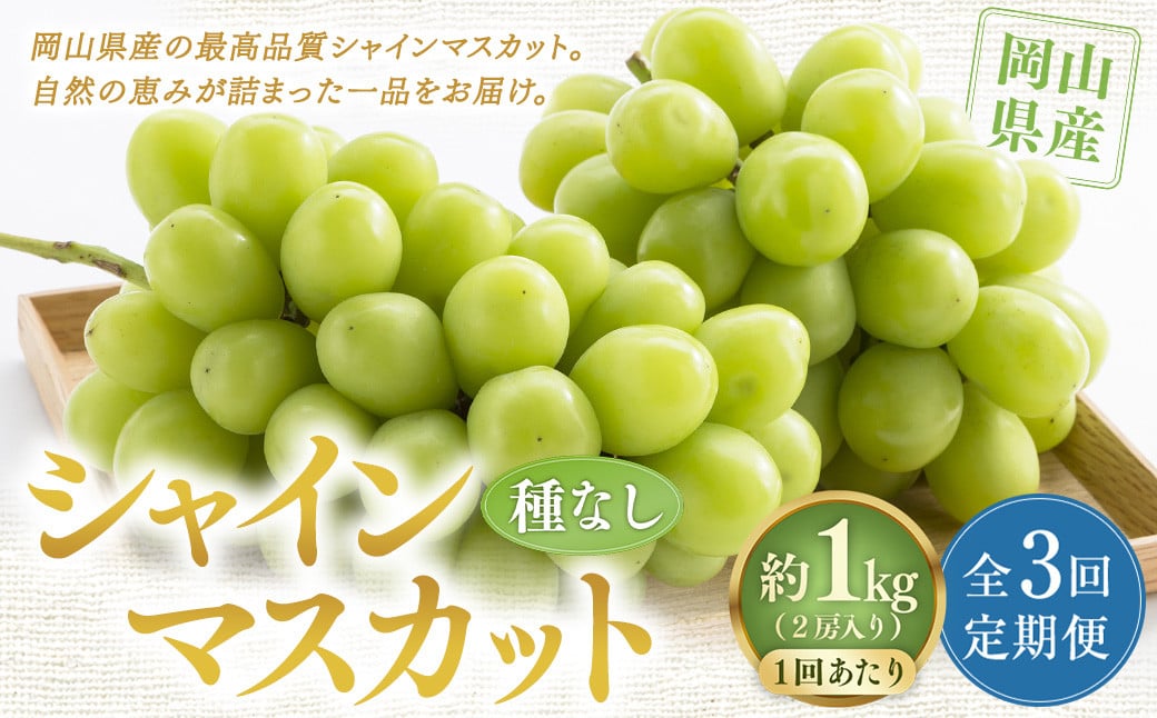 【定期便3回】 ［種なし］ 岡山県産 シャインマスカット 1kg箱（2房入り） 【2026年10月下旬発送開始】 ／ ぶどう ブドウ 葡萄 大粒 種なし 種無し フルーツ 果物 くだもの 果実