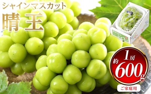 ぶどう 2026年  ご家庭用 シャイン マスカット 晴王 約600g×1房 ブドウ 葡萄  岡山県産 国産 フルーツ 果物