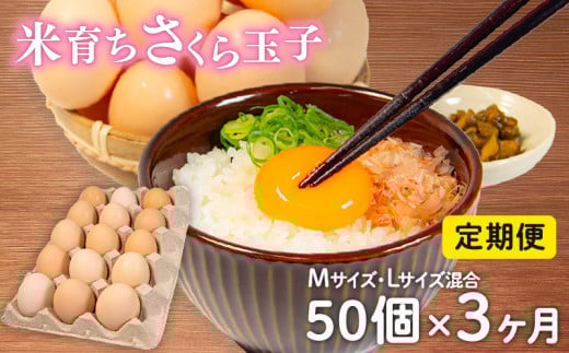 定期便 卵 50個 × 3ヶ月 ( たまご 45個 + 割れ補償 5個 ) 3回 Mサイズ Lサイズ 混合 定期便 国産 米育ち さくら玉子 さくら卵 鶏 さくら コク 濃い 卵黄 風味 とれたて 生 たまご 地産地消  国産鶏 玉子 産みたて 新鮮 黄身 卵 かけ ご飯 たまご かけ ごはん 玉子 丼  卵 焼き すき焼き 目玉 焼き 玉子 スープ 茶碗蒸し ゆで たまご サンド 滋賀県 竜王町