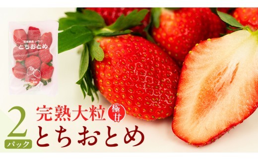 
                  《 2027年 収穫分 》 完熟 とちおとめ 260g×2パック KEK 国産 いちご イチゴ 苺 くだもの 果物 フルーツ 冬 春 旬 [BC025sa]
                