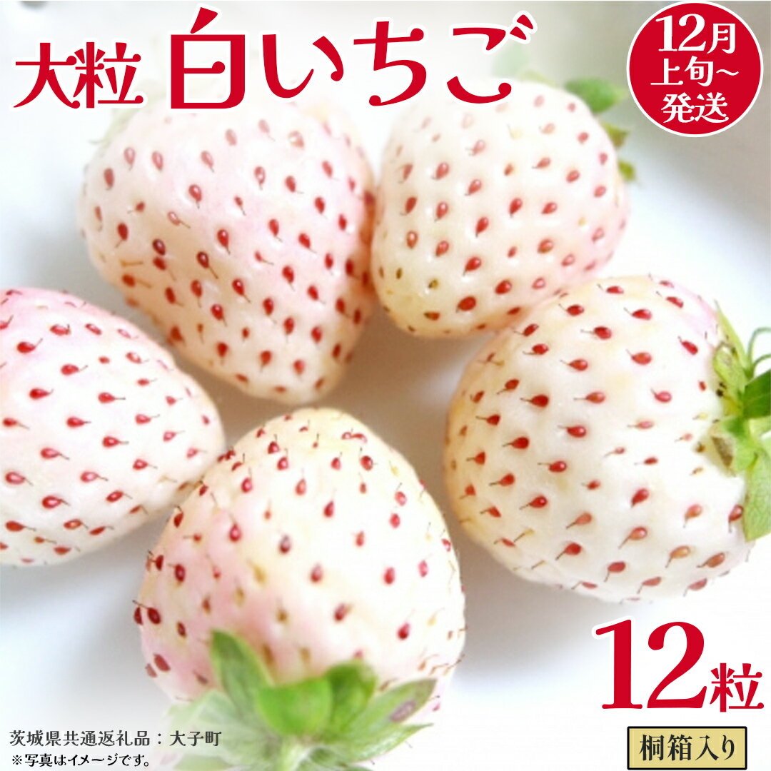 【ふるさと納税】桐箱入り 大粒 白いちご 12粒【2025年12月上旬発送開始】(茨城県共通返礼品：大子町) いちご 苺 果物 フルーツ 果実