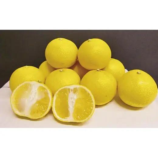 【 和 レモン 】 3kg 柑橘 生果実 レモン C168